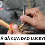 đá gà cựa dao Lucky88