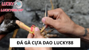đá gà cựa dao Lucky88