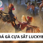 Đá gà cựa sắt Lucky88