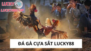 Đá gà cựa sắt Lucky88