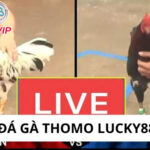 Đá Gà Thomo Lucky88