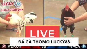 Đá Gà Thomo Lucky88