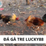 Đá Gà Tre Lucky88